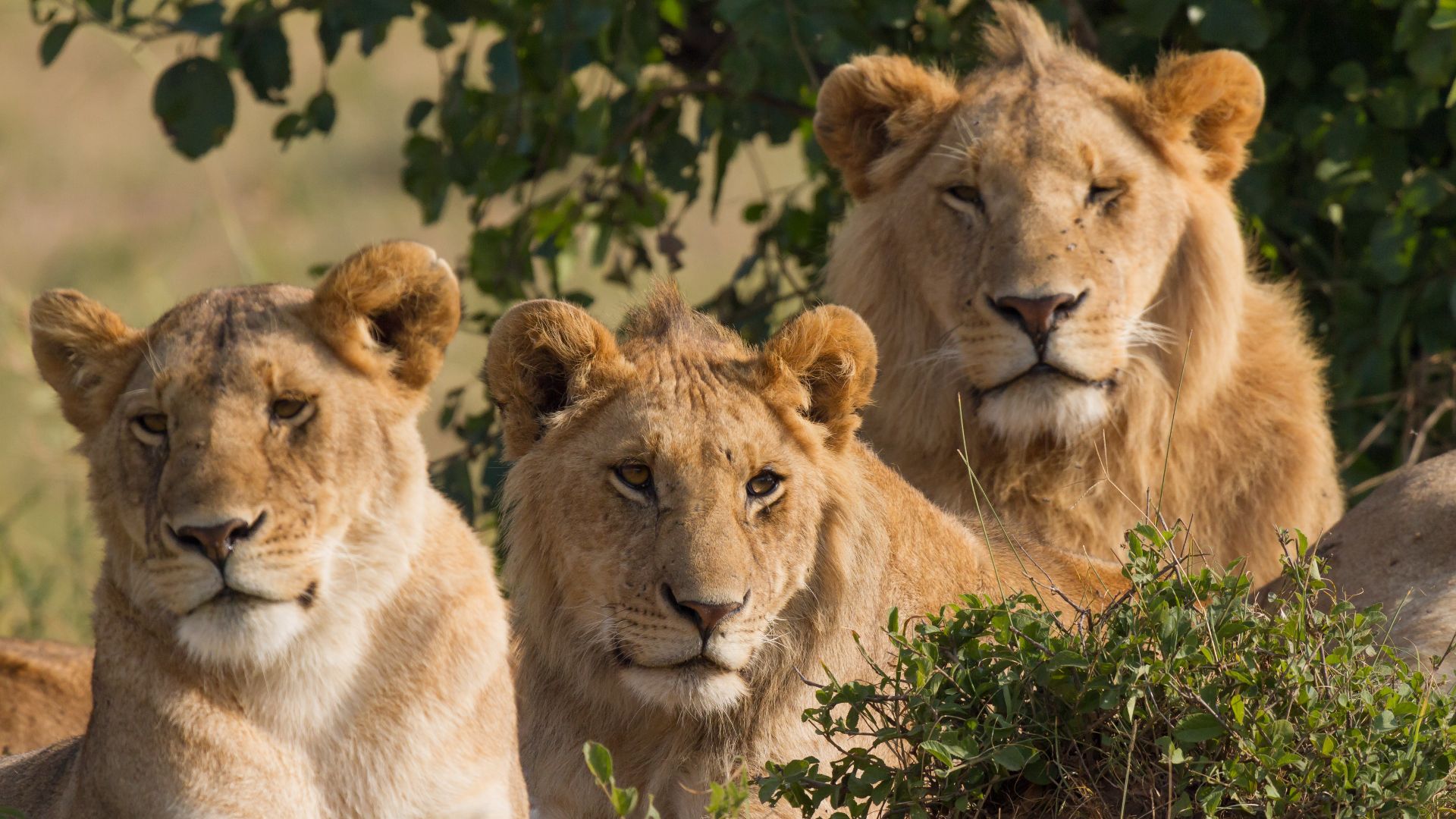 File:Lions Family Portrait Masai Mara.jpg