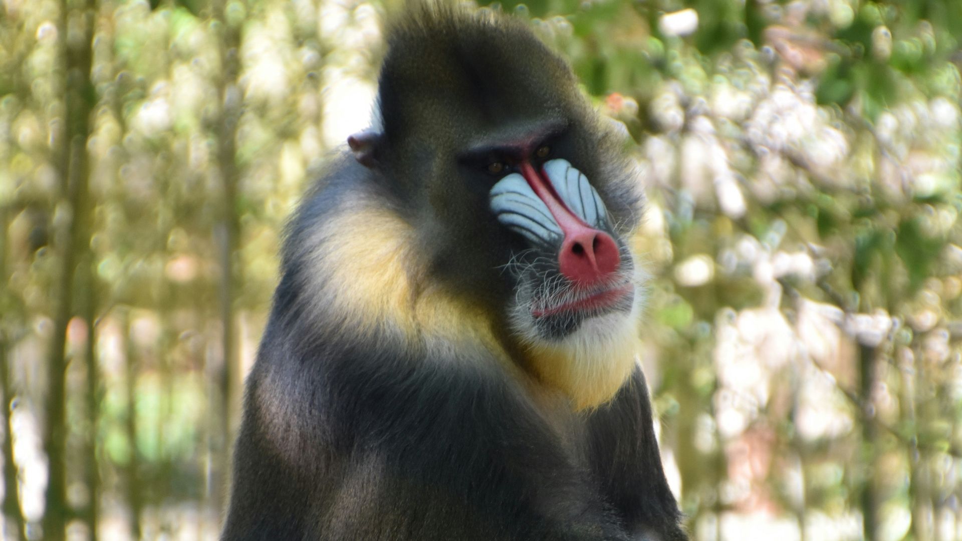 a monkey sitting on a fence