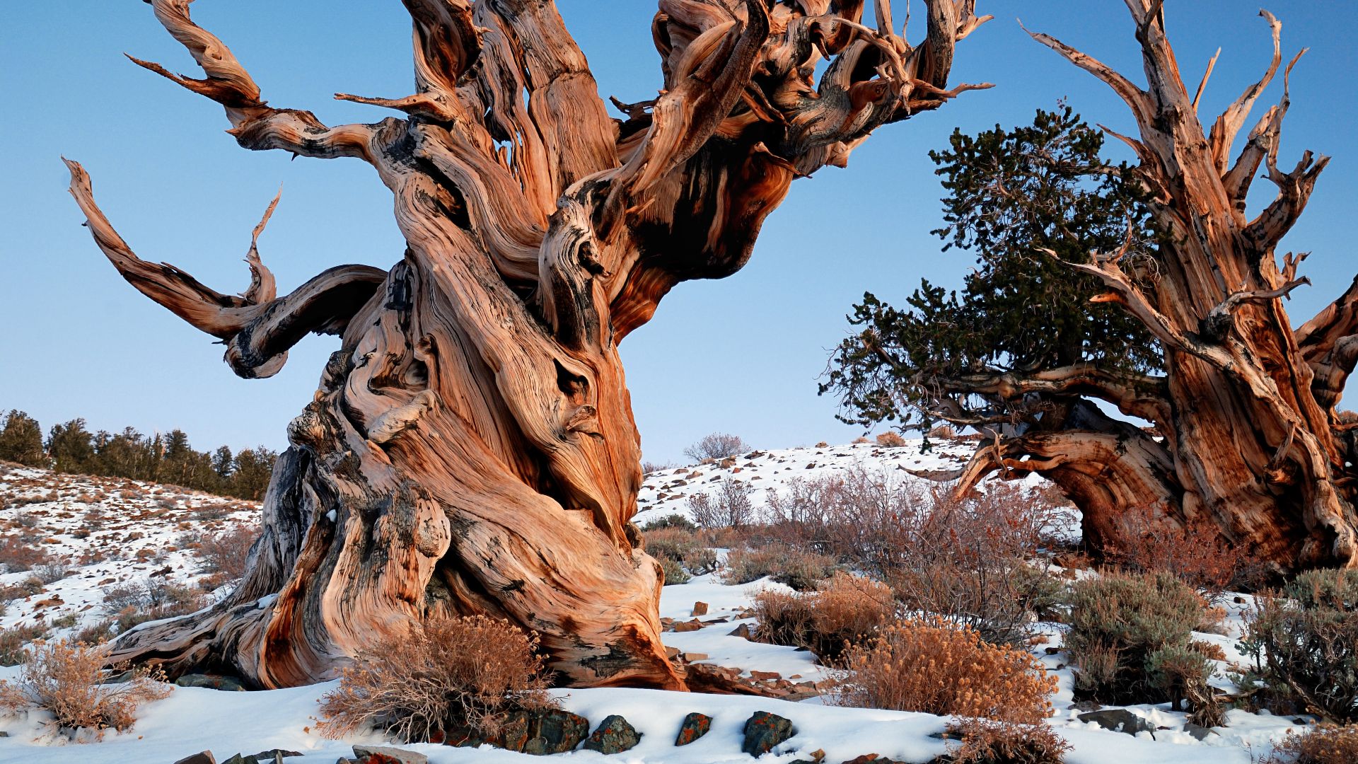 File:Gnarly Bristlecone Pine.jpg