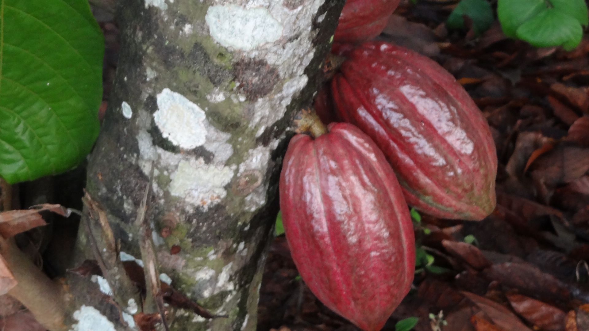 File:Cacao fruit in Côte d'Ivoire (13).JPG