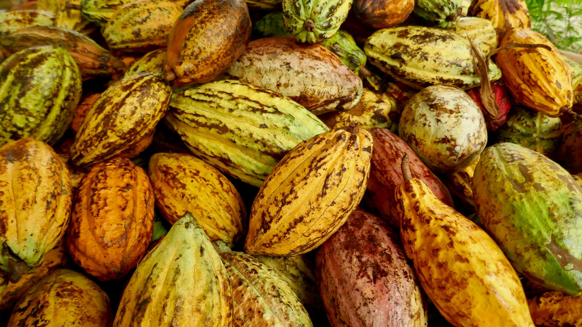 File:Cacao farm, Can Tho (32240062548).jpg