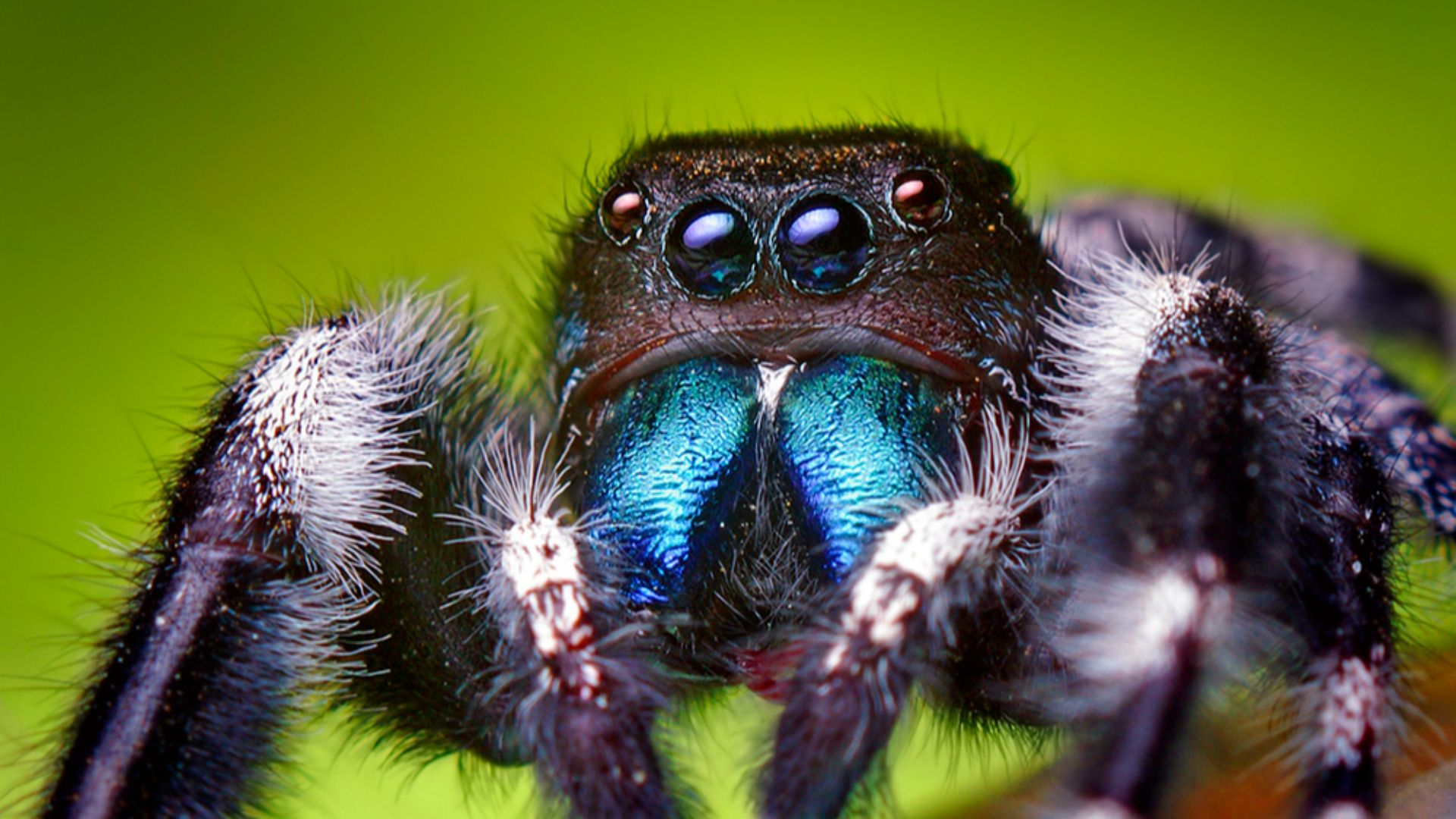 File:Adult Male Phidippus audax Jumping Spider.jpg
