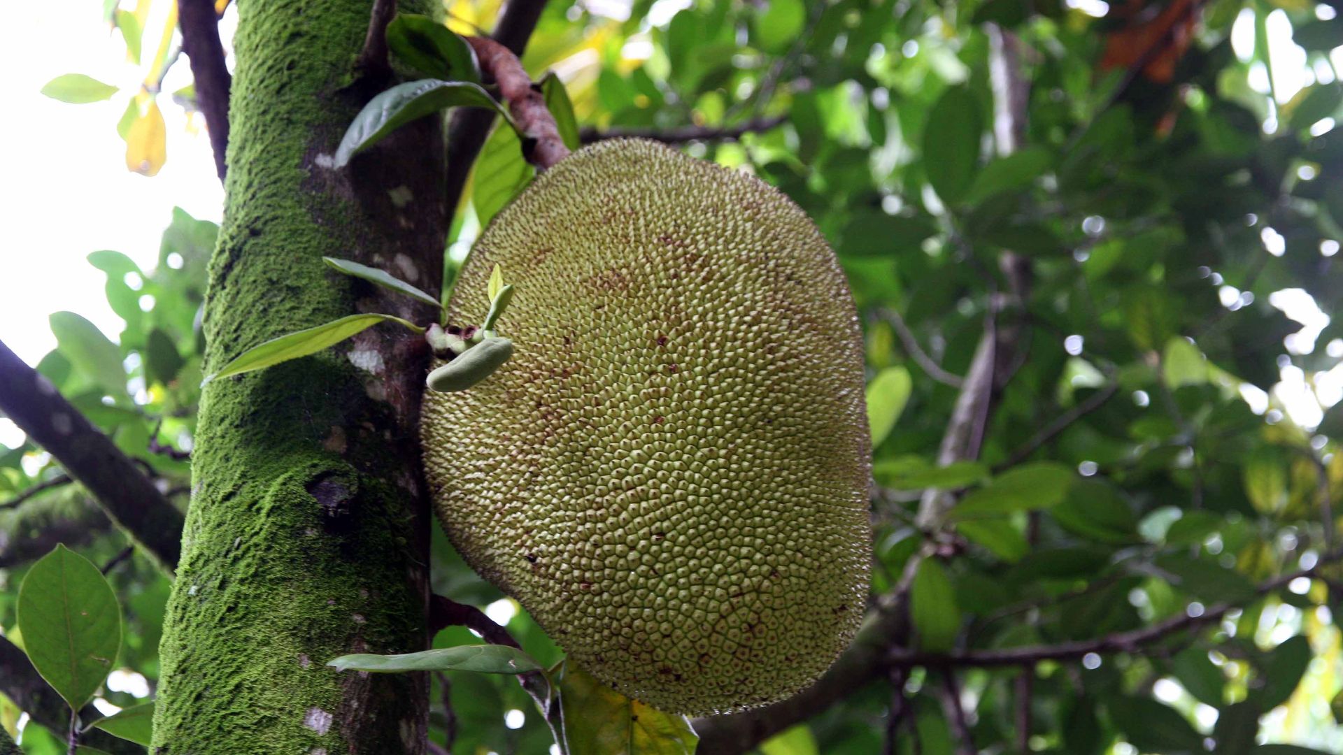 File:Artocarpus heterophyllus 20zz.jpg