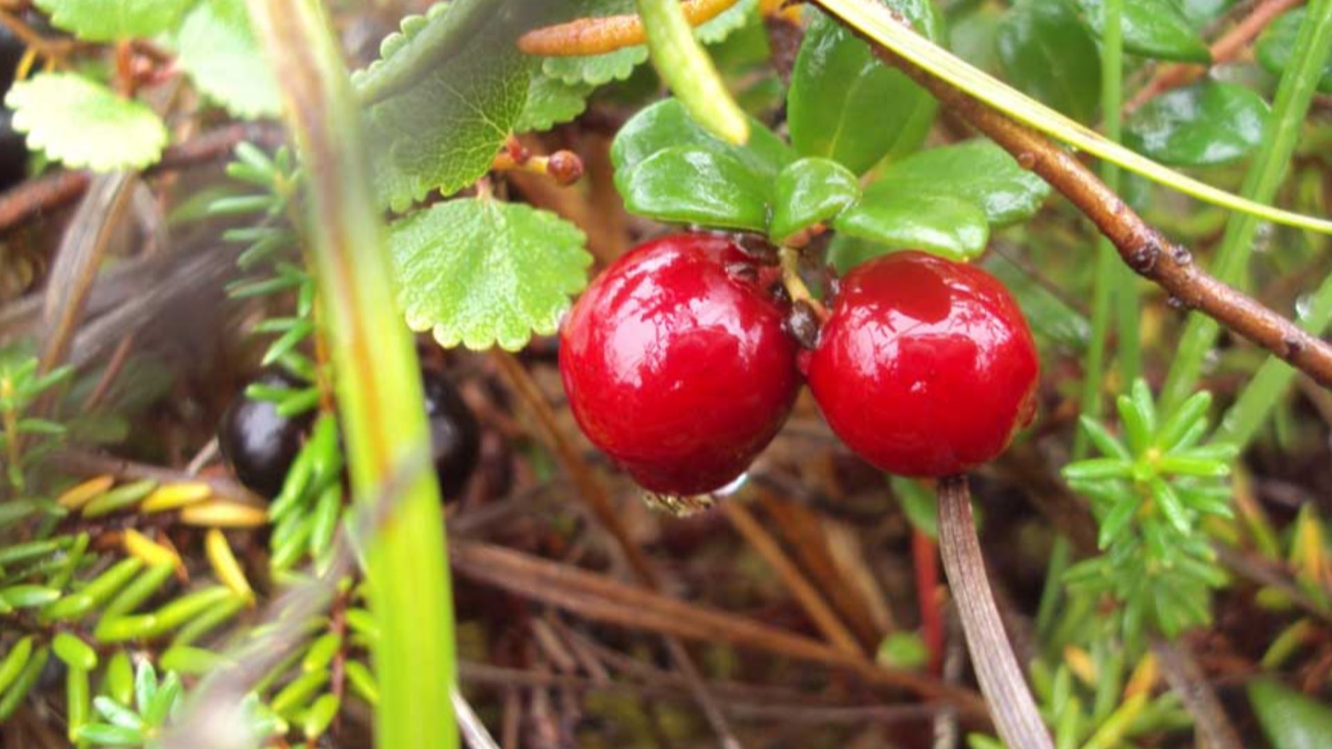 File:Vaccinium oxycoccos (7497509706).jpg