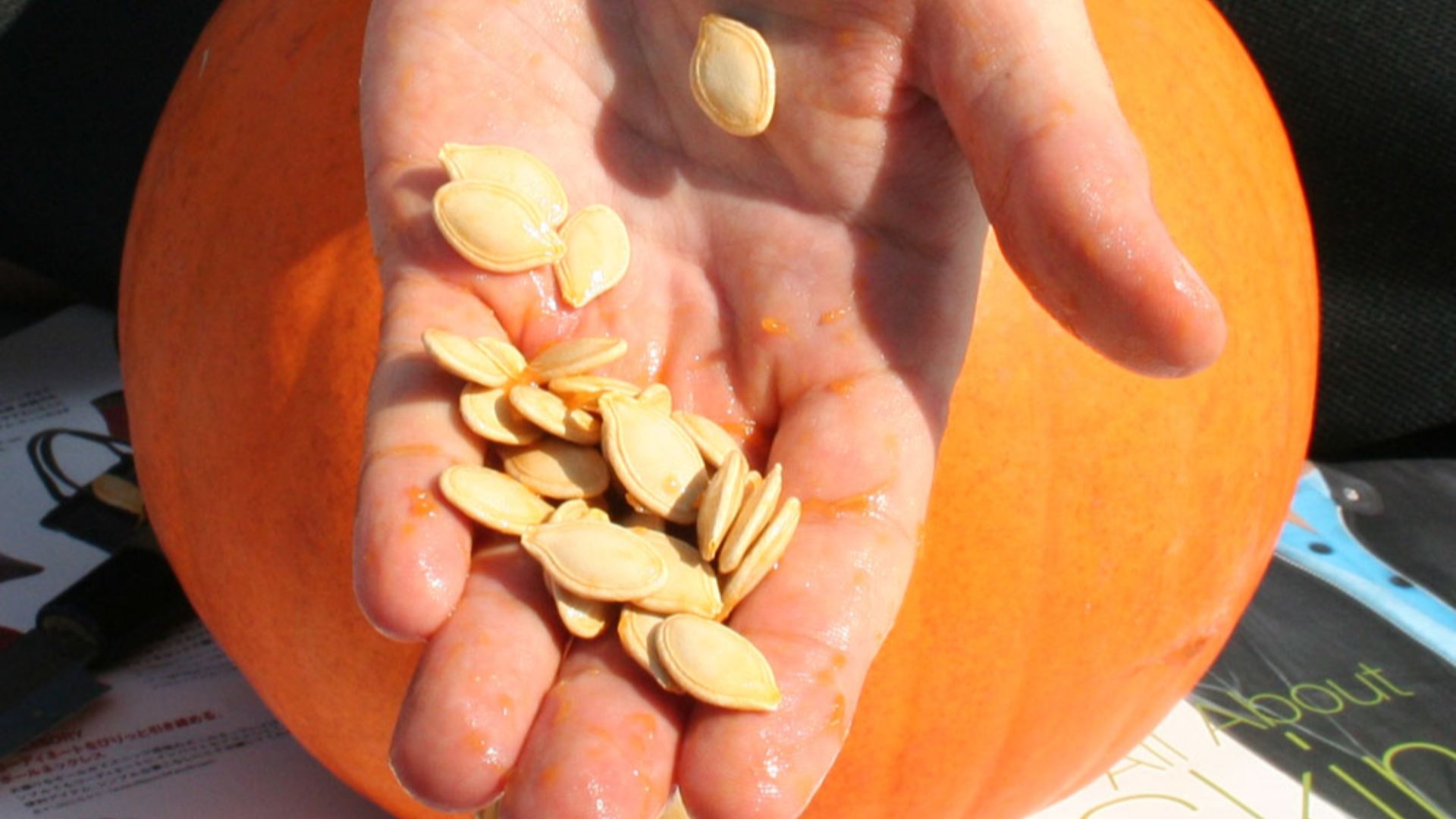 File:Pumpkin seeds in hand.jpg