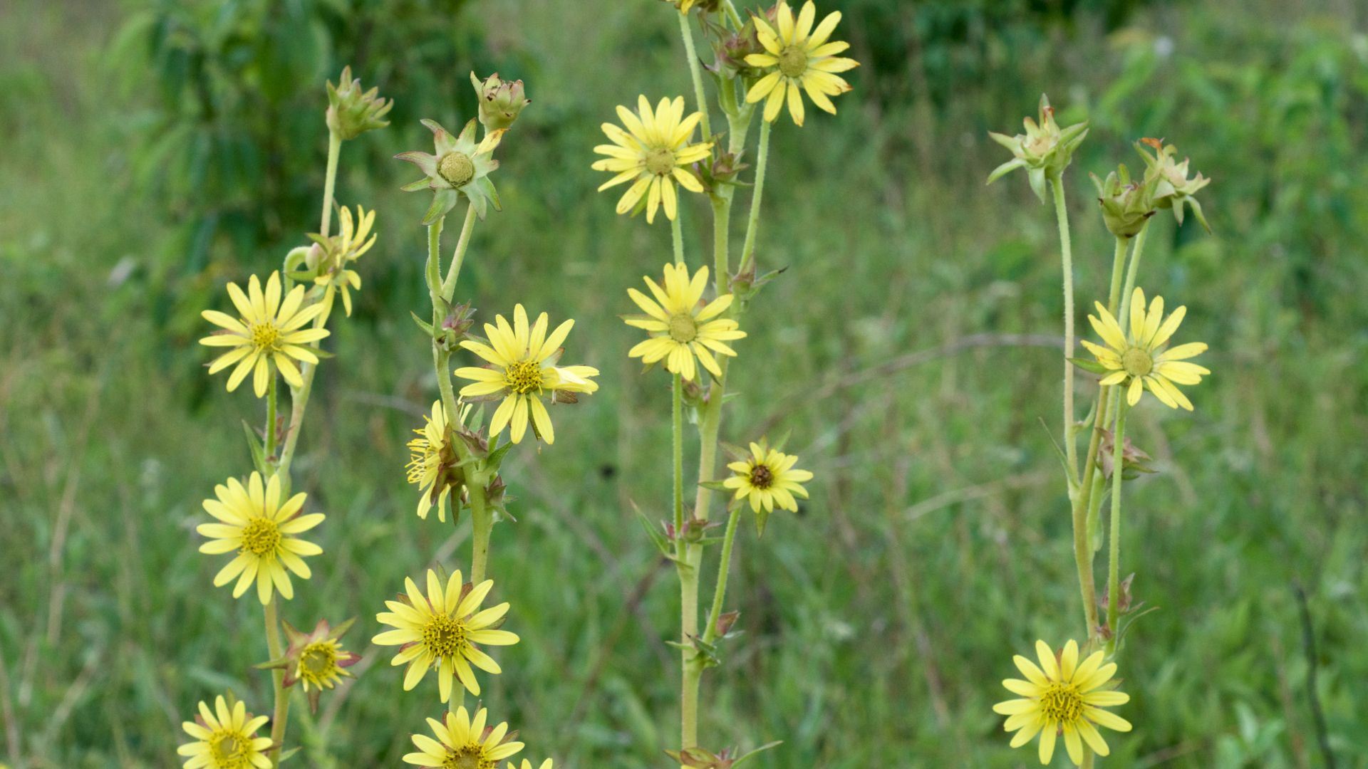 File:Silphium laciniatum Arkansas.jpg