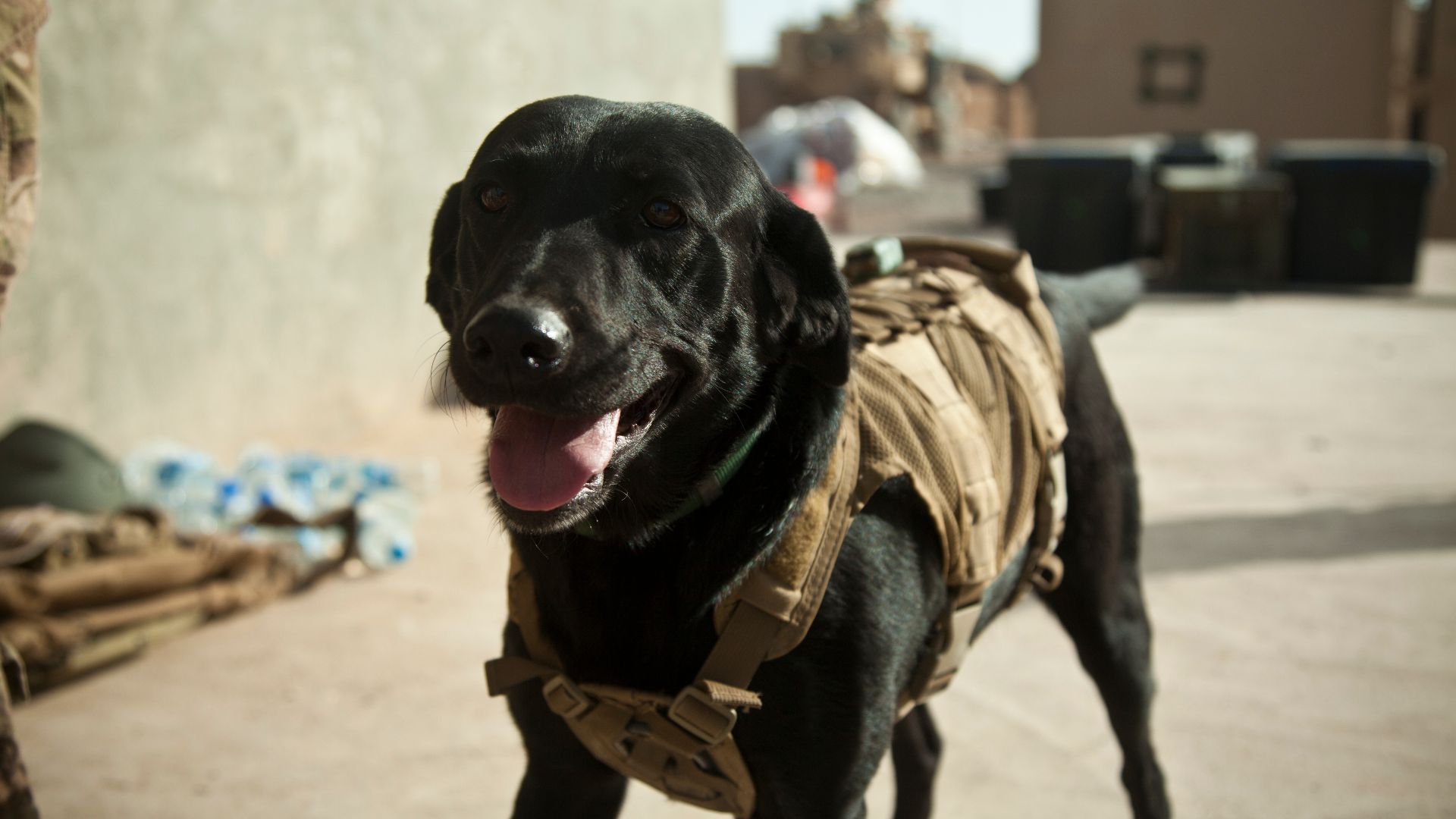 File:ANSF assume sole security responsibility in Khak-E-Safed 130223-M-BO337-005.jpg