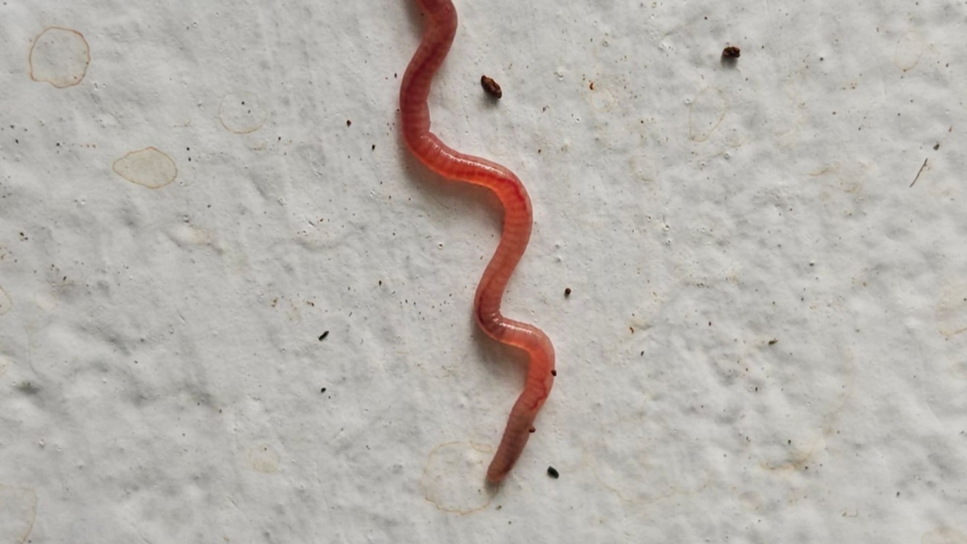 File:Earthworm 6.jpg