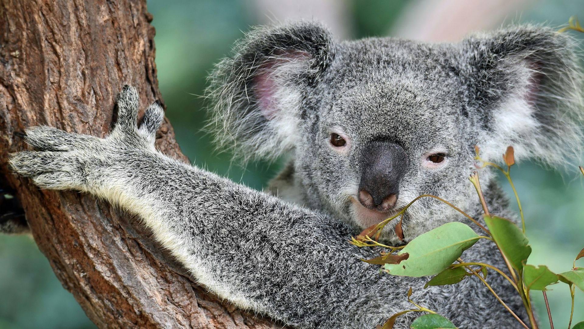 koala on tree