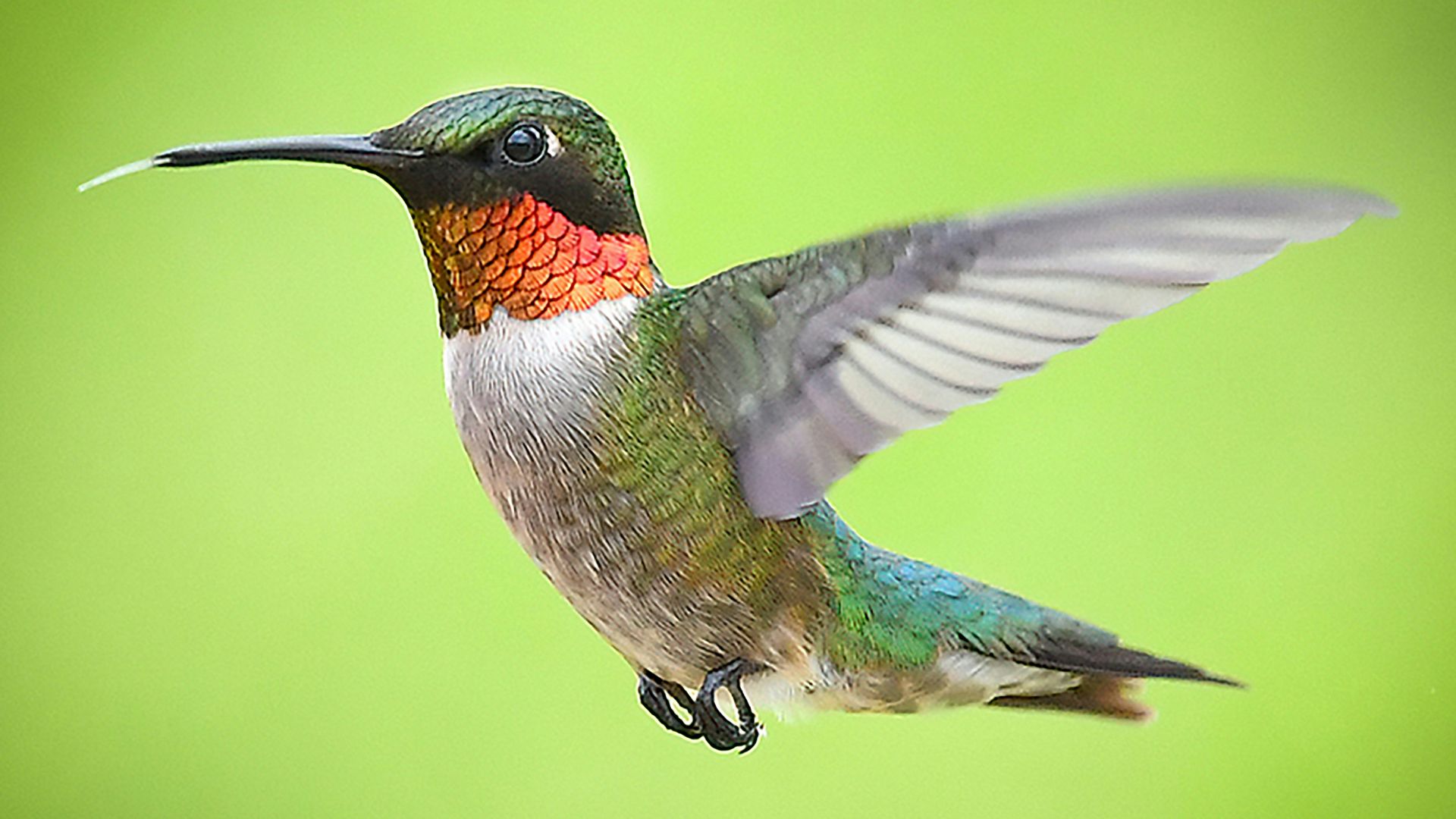 green and brown humming bird flying