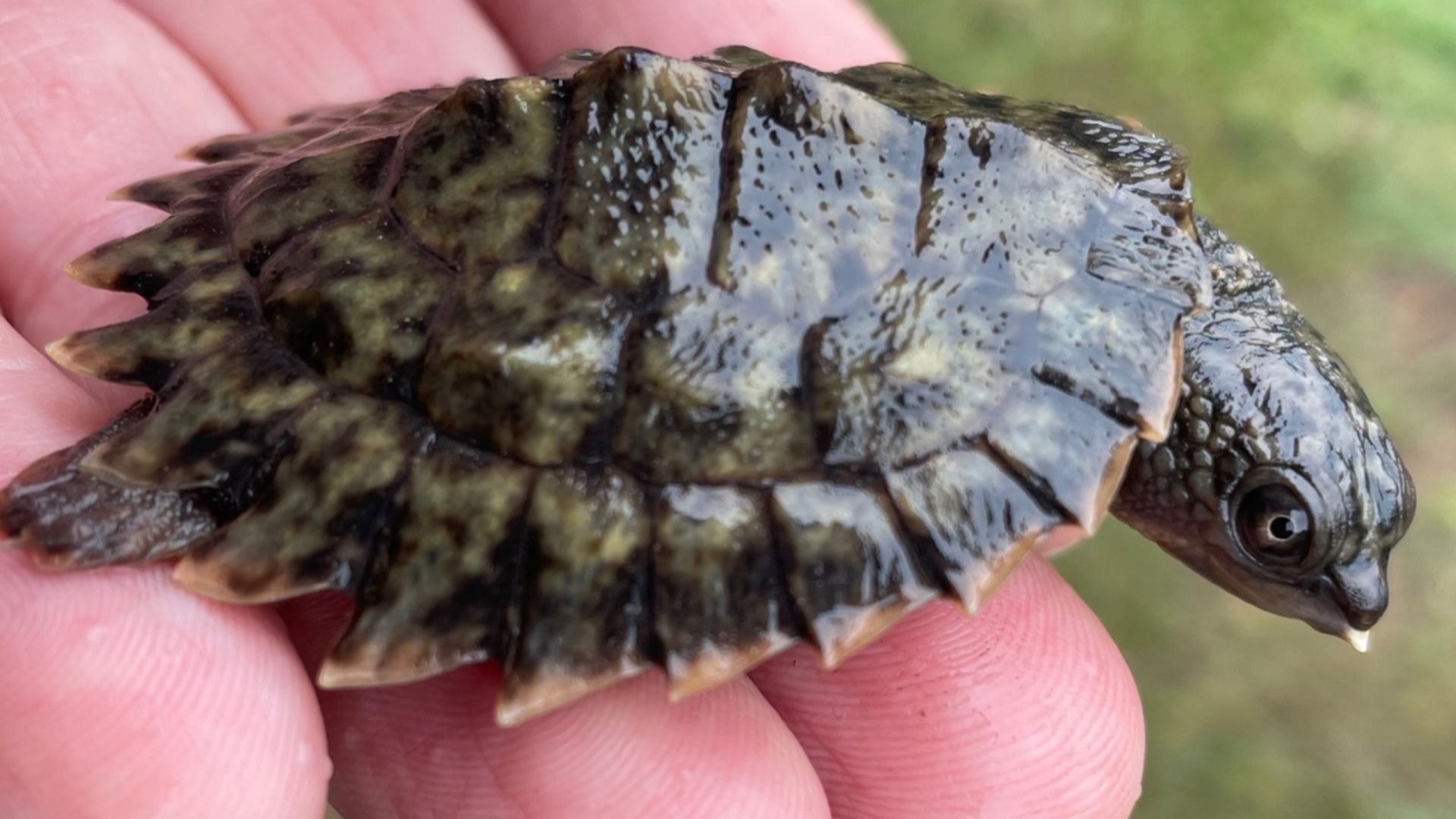 File:Elseya albagula 175586192.jpg