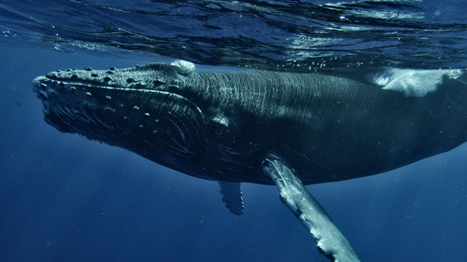 a humpback whale swims under the surface of the water