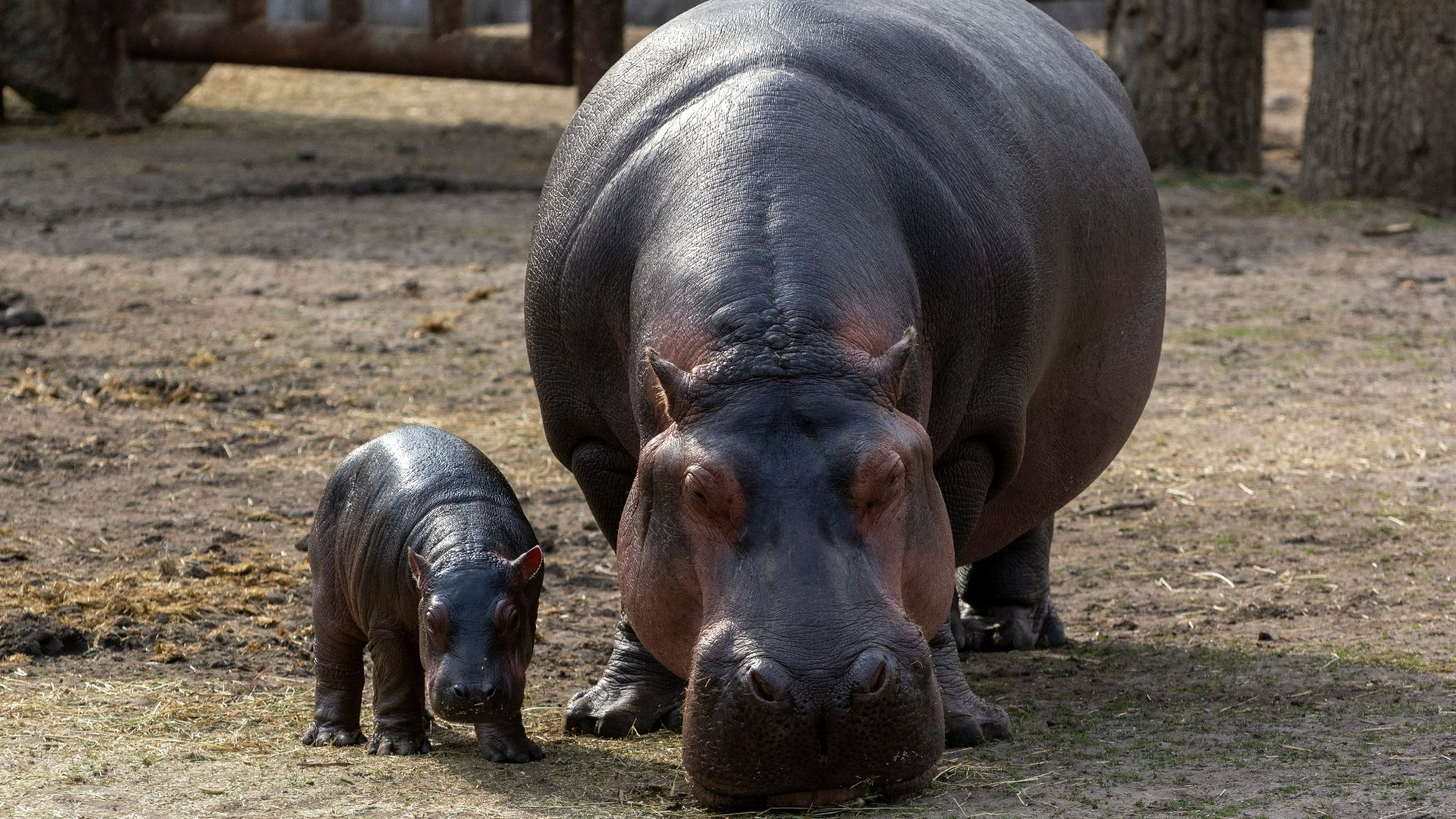 brown and black animal on brown field during daytime