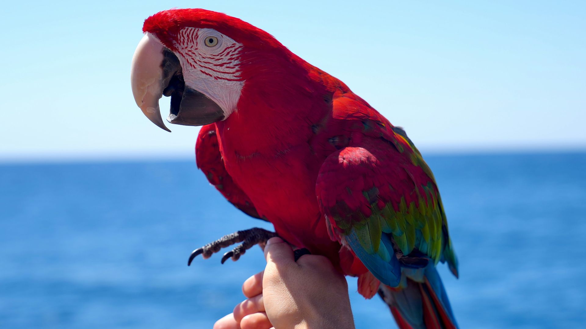 a parrot on a person's hand