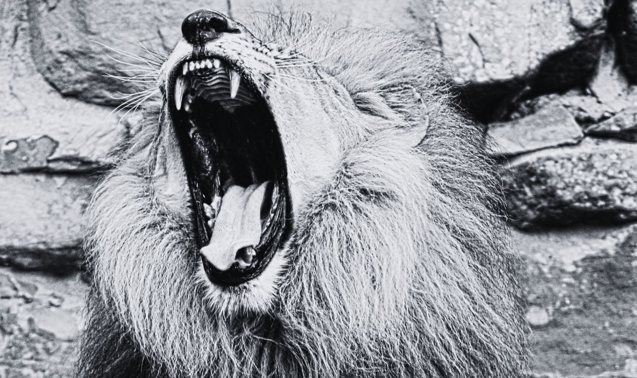 Lion Roaring