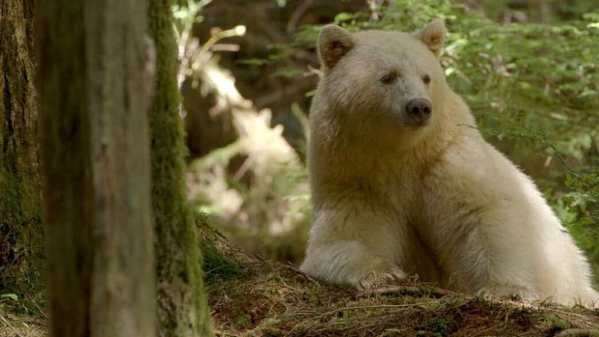File:Ursus americanus kermodei, Great Bear Rainforest 1.jpg