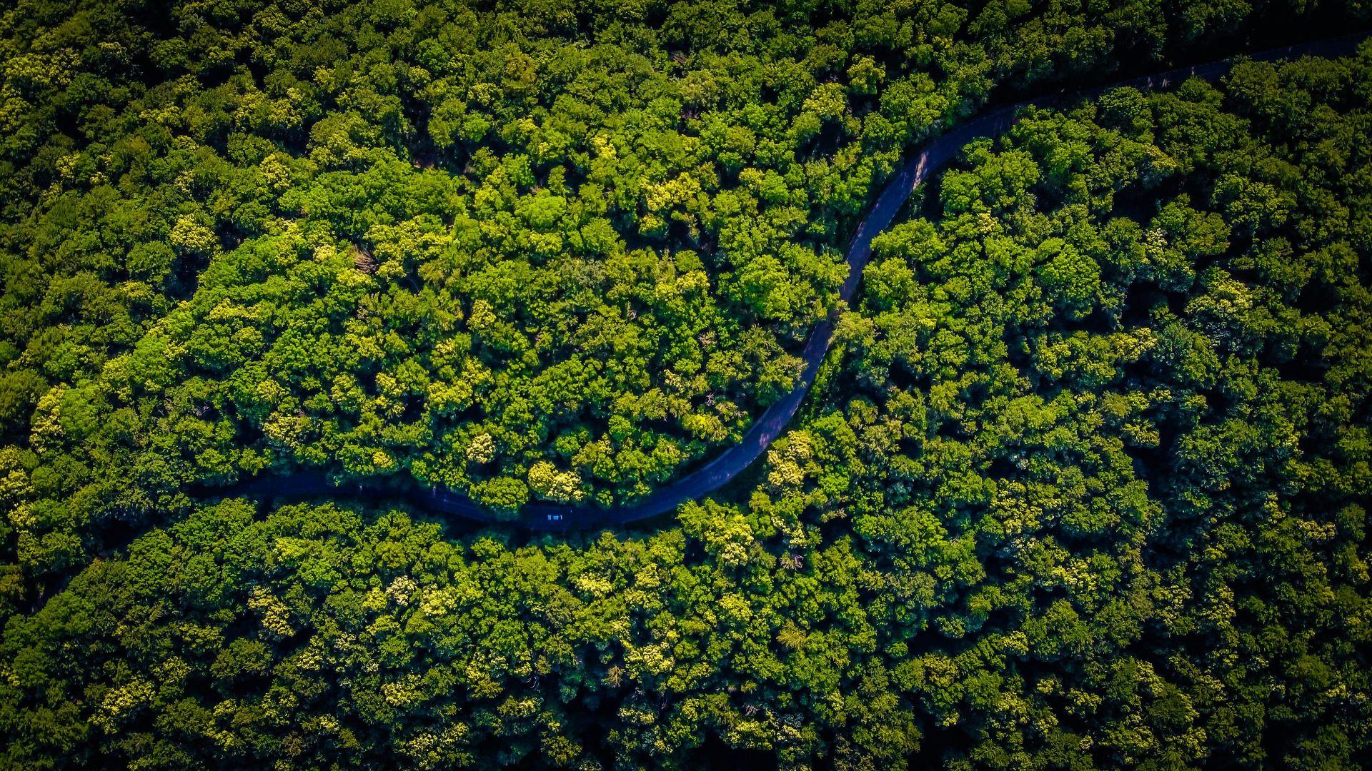 aerial view of green trees