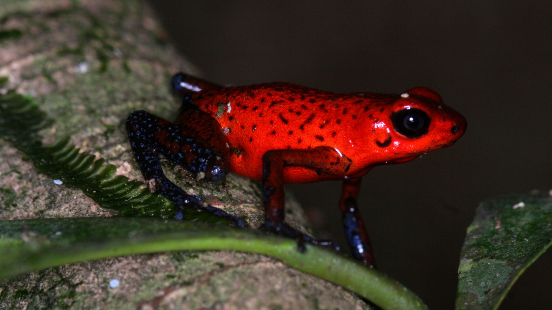 File:Strawberry Poison Dart Frog (Oophaga pumilio) (6998806754).jpg
