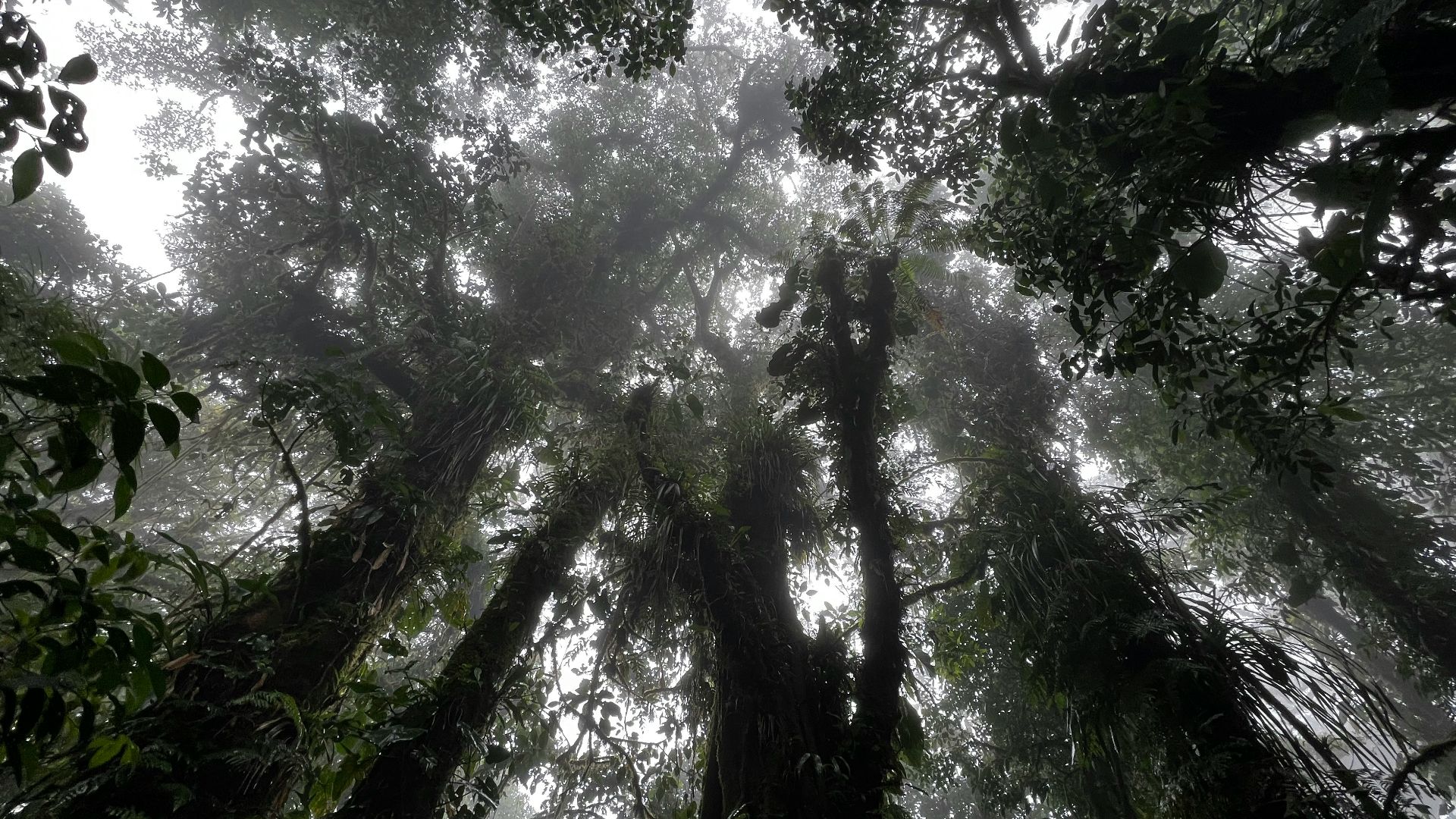 a group of tall trees in the middle of a forest