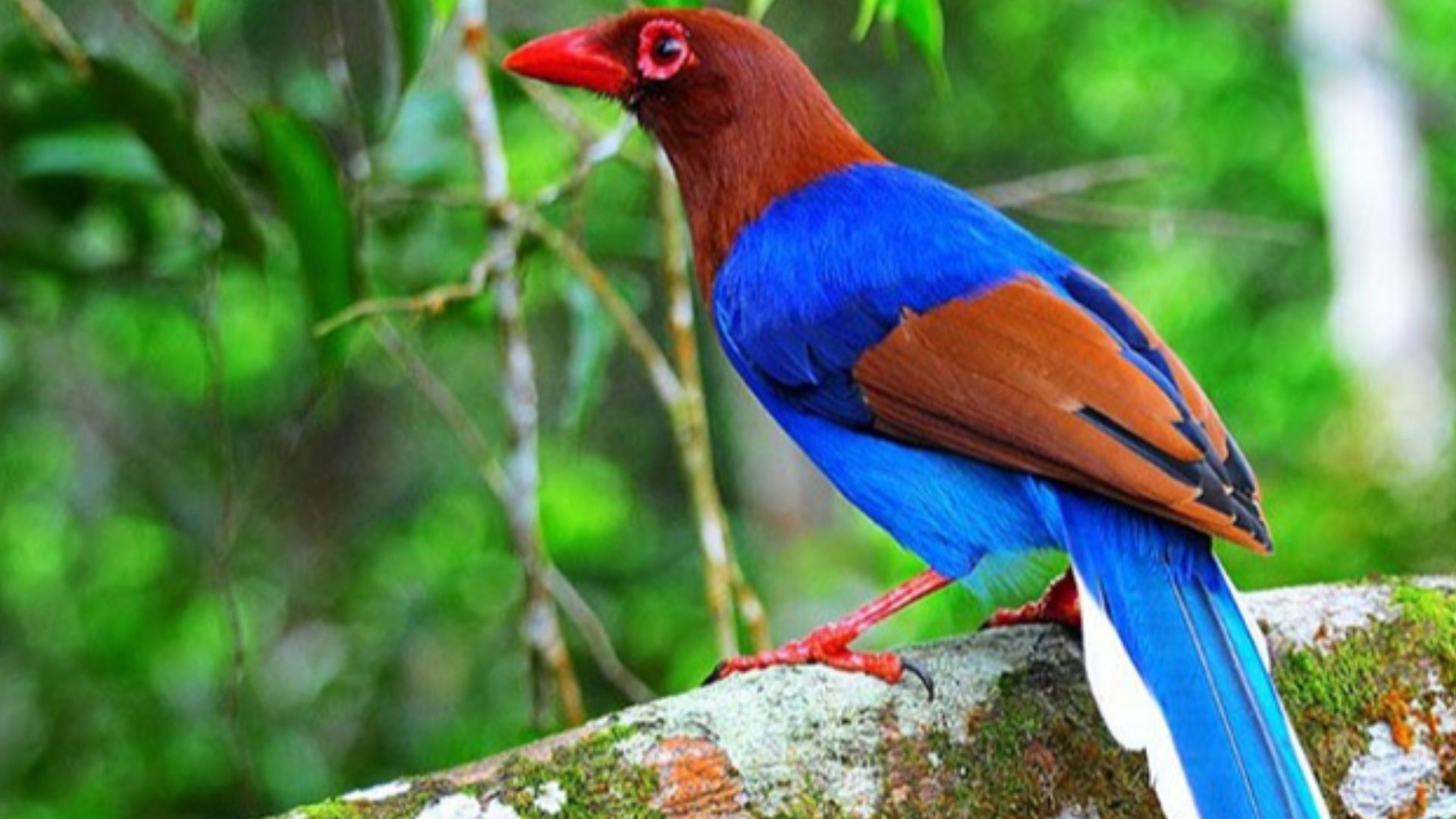 File:Sinharaja rainforest famous bird.jpg