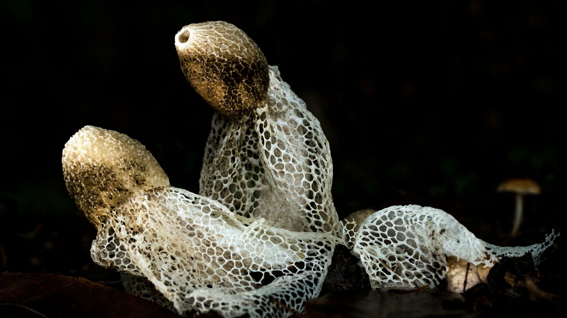 a stuffed animal sitting on top of a leaf covered ground