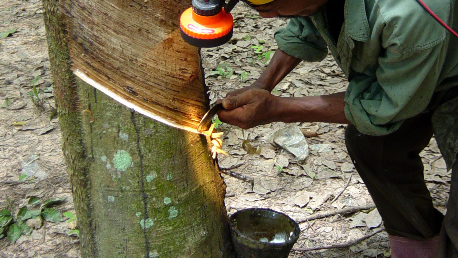 File:Tapping a rubber tree in Thailand.JPG