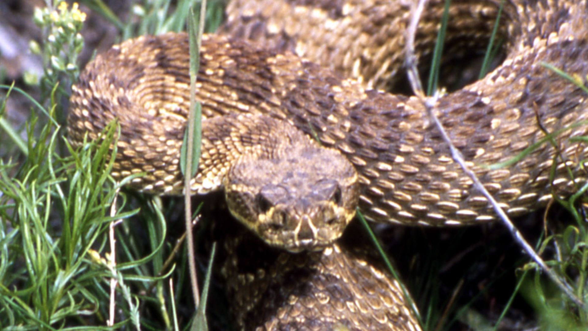 File:PrairieRattlesnakeYNP.jpg