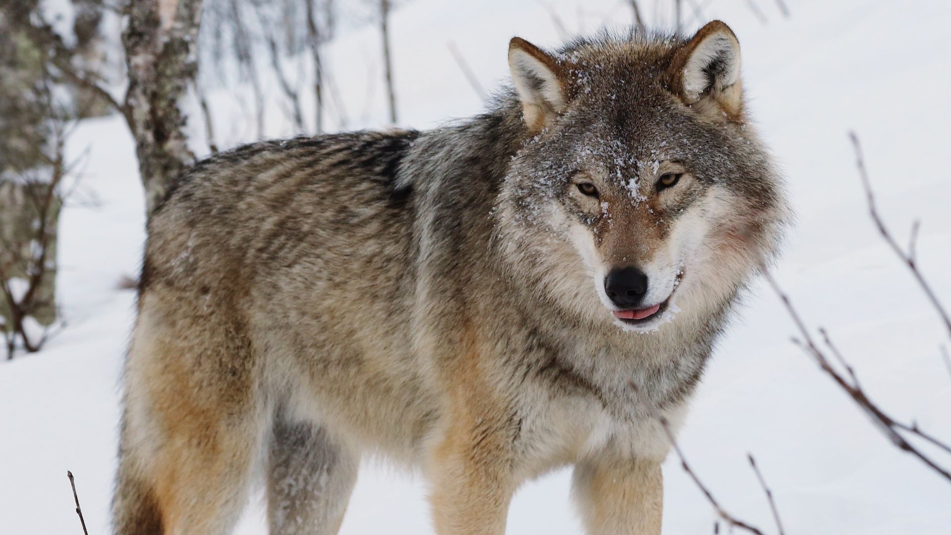 File:Eurasian wolf 2.jpg