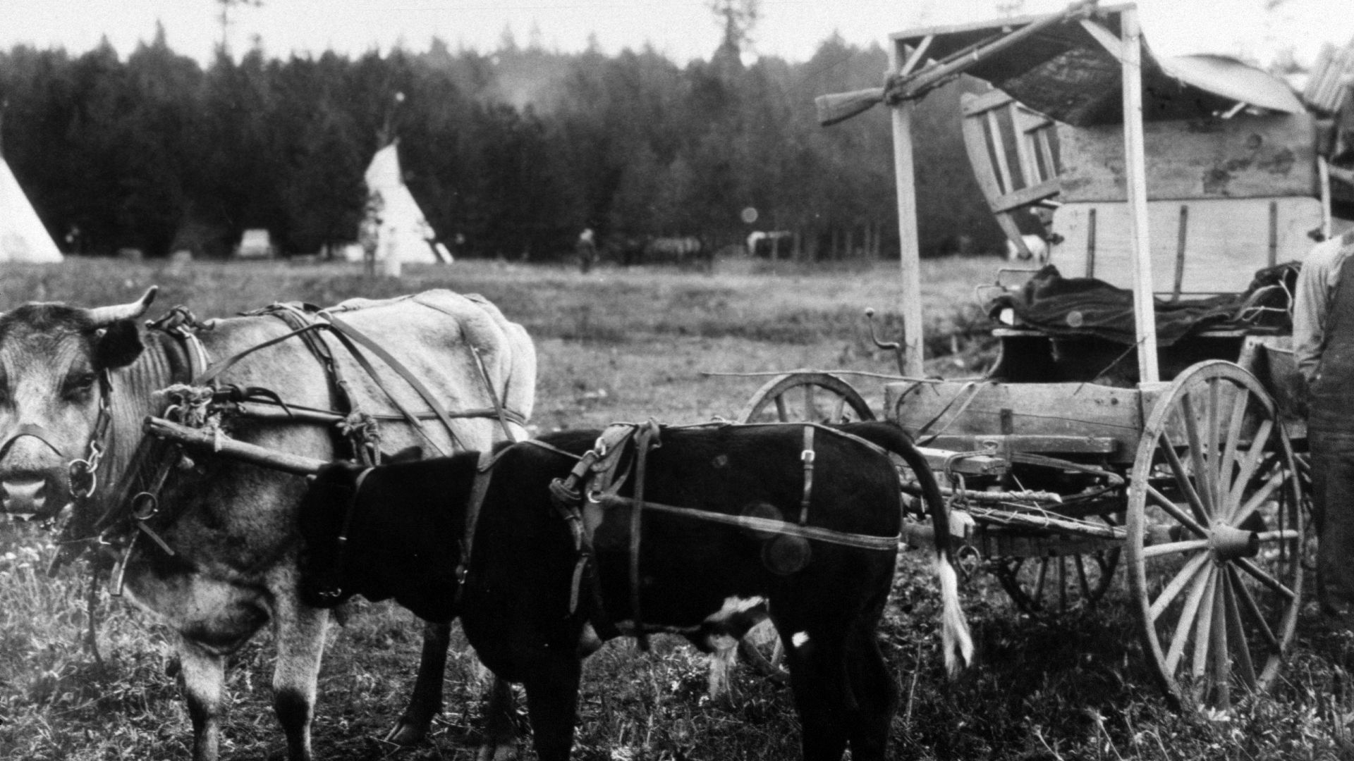 File:441 Oxen and wagon, Old Oregon Trail Days 1921 (36209092175).jpg