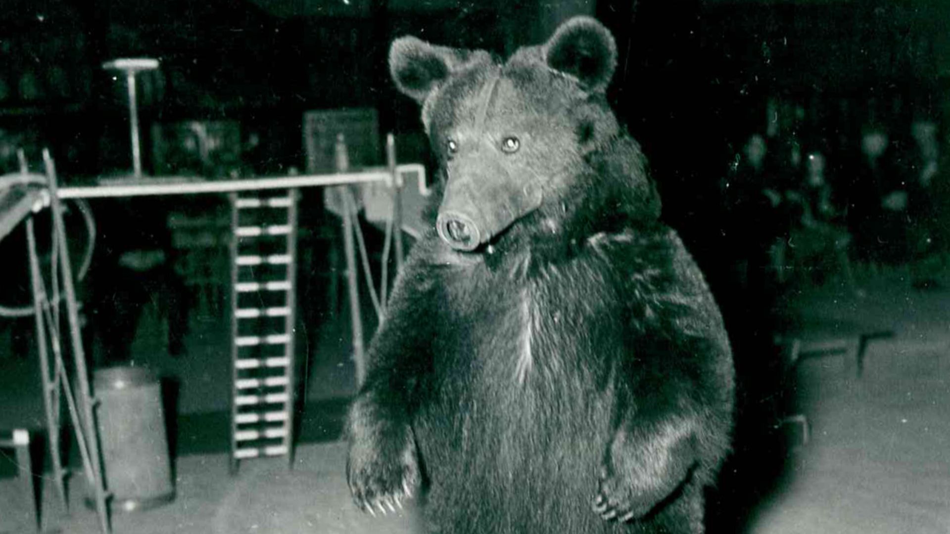 File:Photograph of a Bear on Roller Skates - DPLA - ded66499711e3124a7ab1eaea6f522aa.jpg