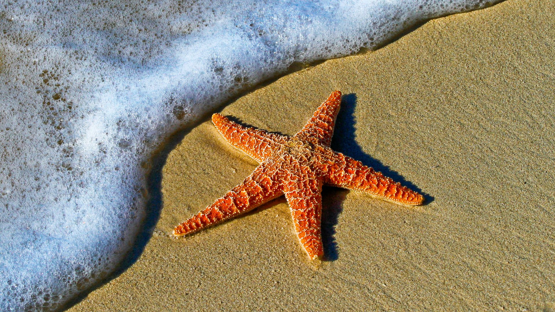 closeup photo of red star fish beside seashore