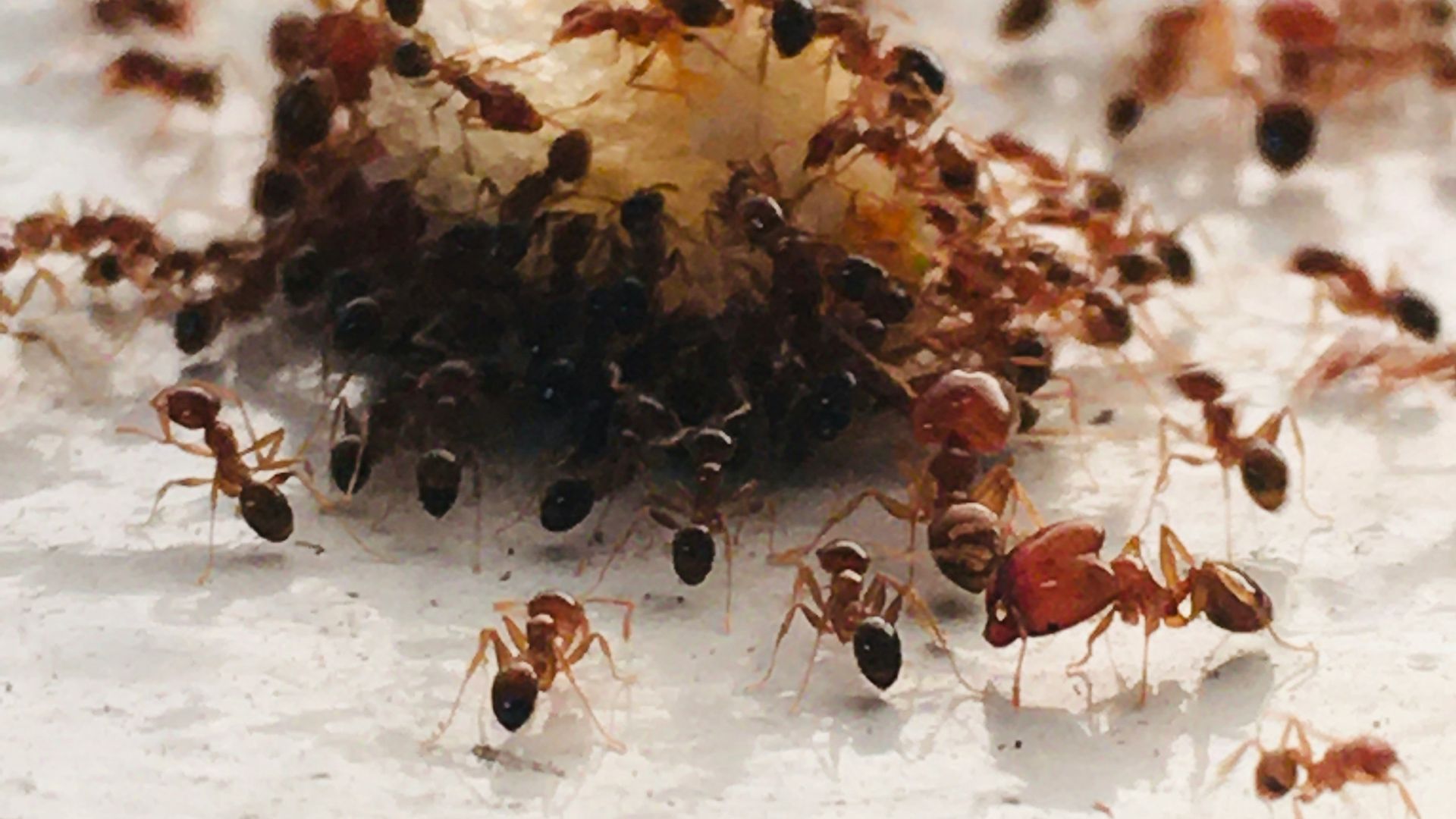 brown and black ant on white surface