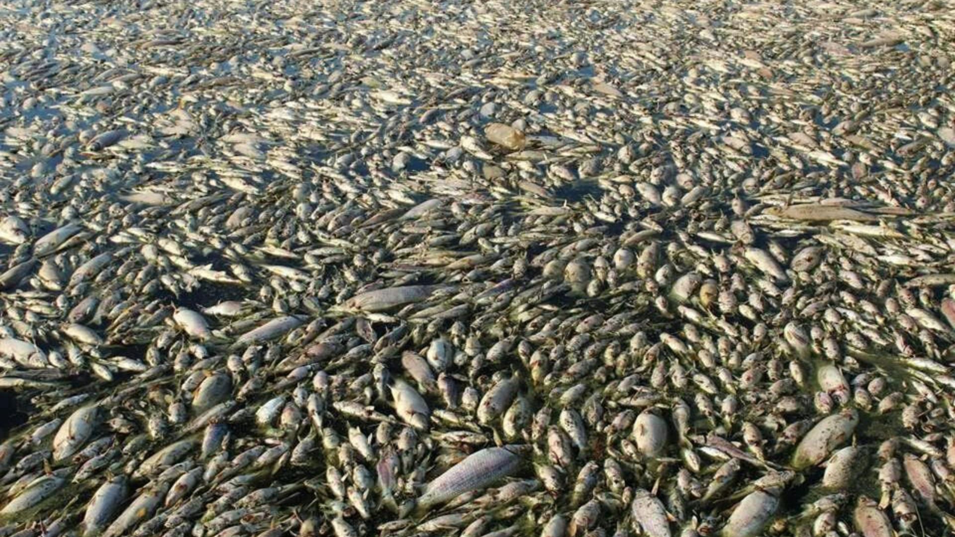 File:Atibaia 2014-02-19 - Seca no Rio Atibaia (3) (13587504875).jpg