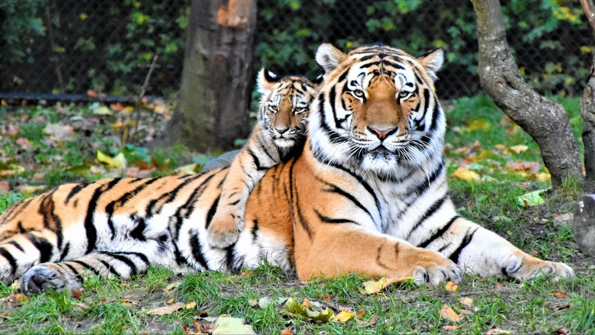 brown and black tiger lying on ground