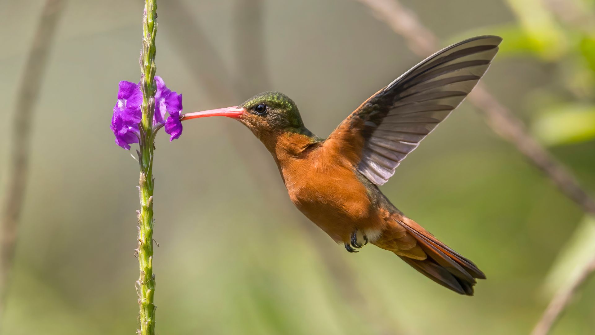File:Cinnamon hummingbird (Amazilia rutila) in flight Los Tarrales.jpg