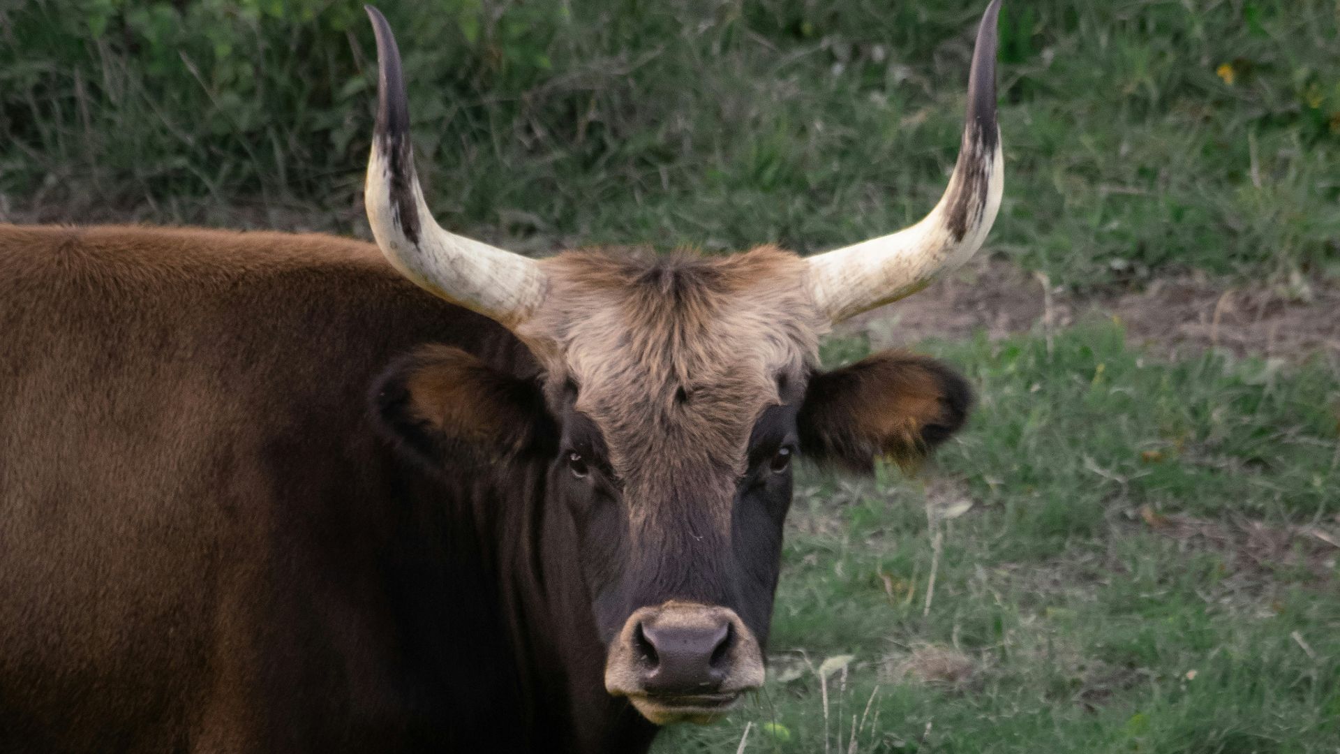 a bull with large horns standing in a field