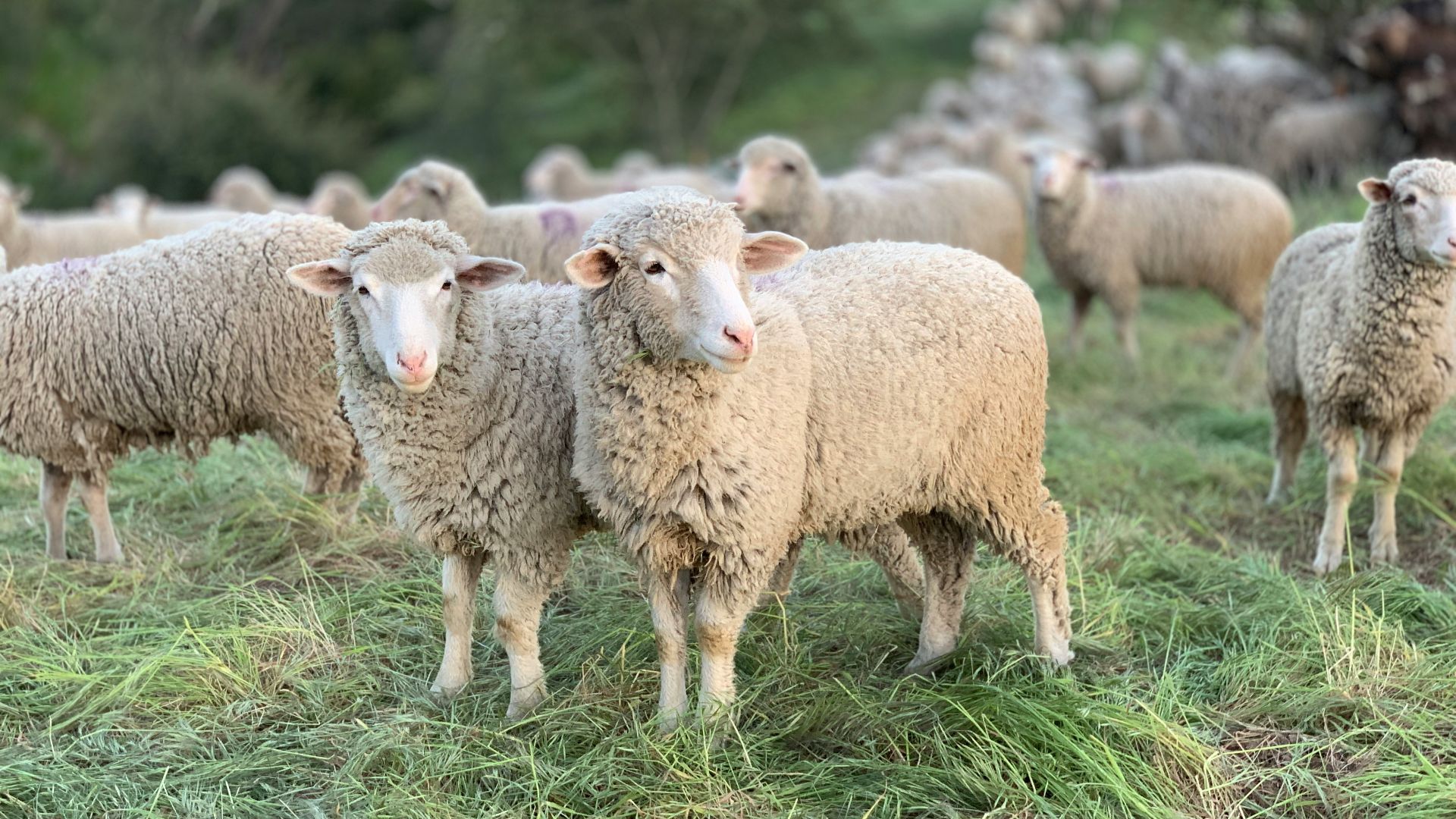 a herd of sheep standing on top of a lush green field