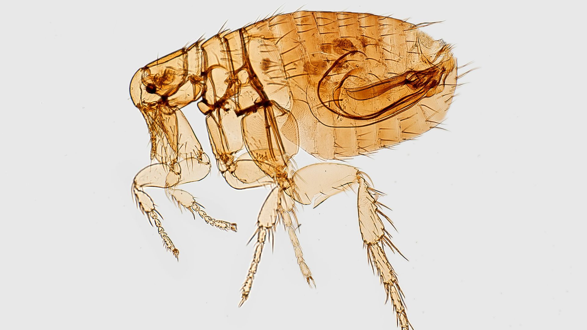brown flea illustration