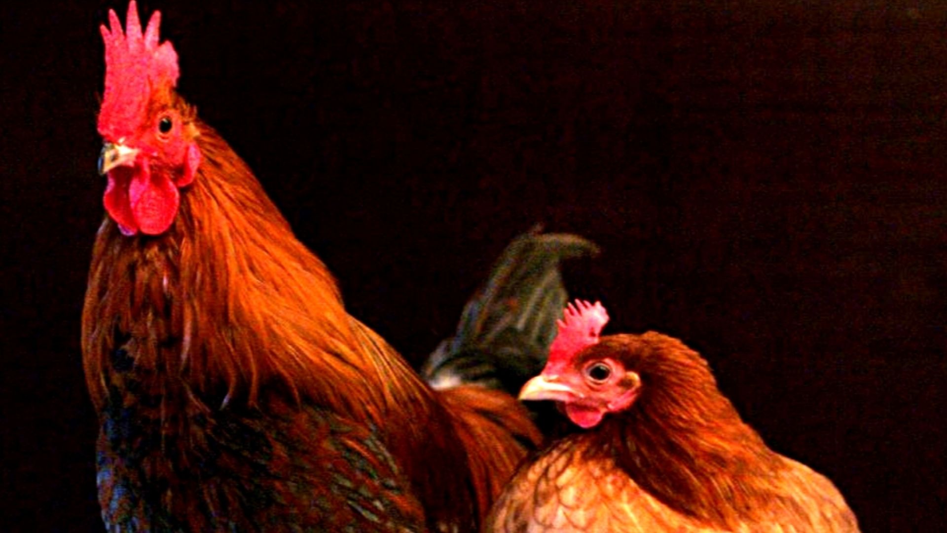 File:Male and female chicken sitting together.jpg