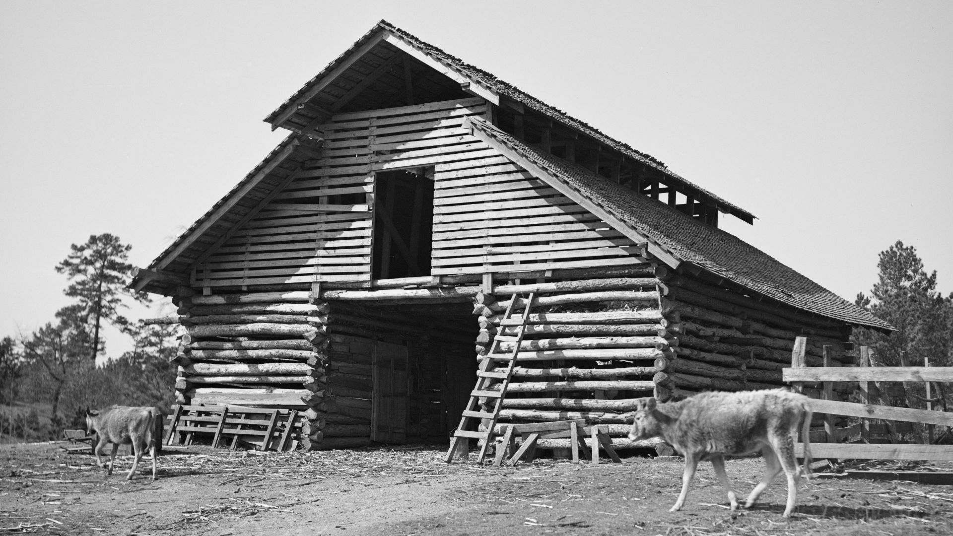 File:Barn on tenant's farm, Walker County, Alabama, 8b35782.jpg