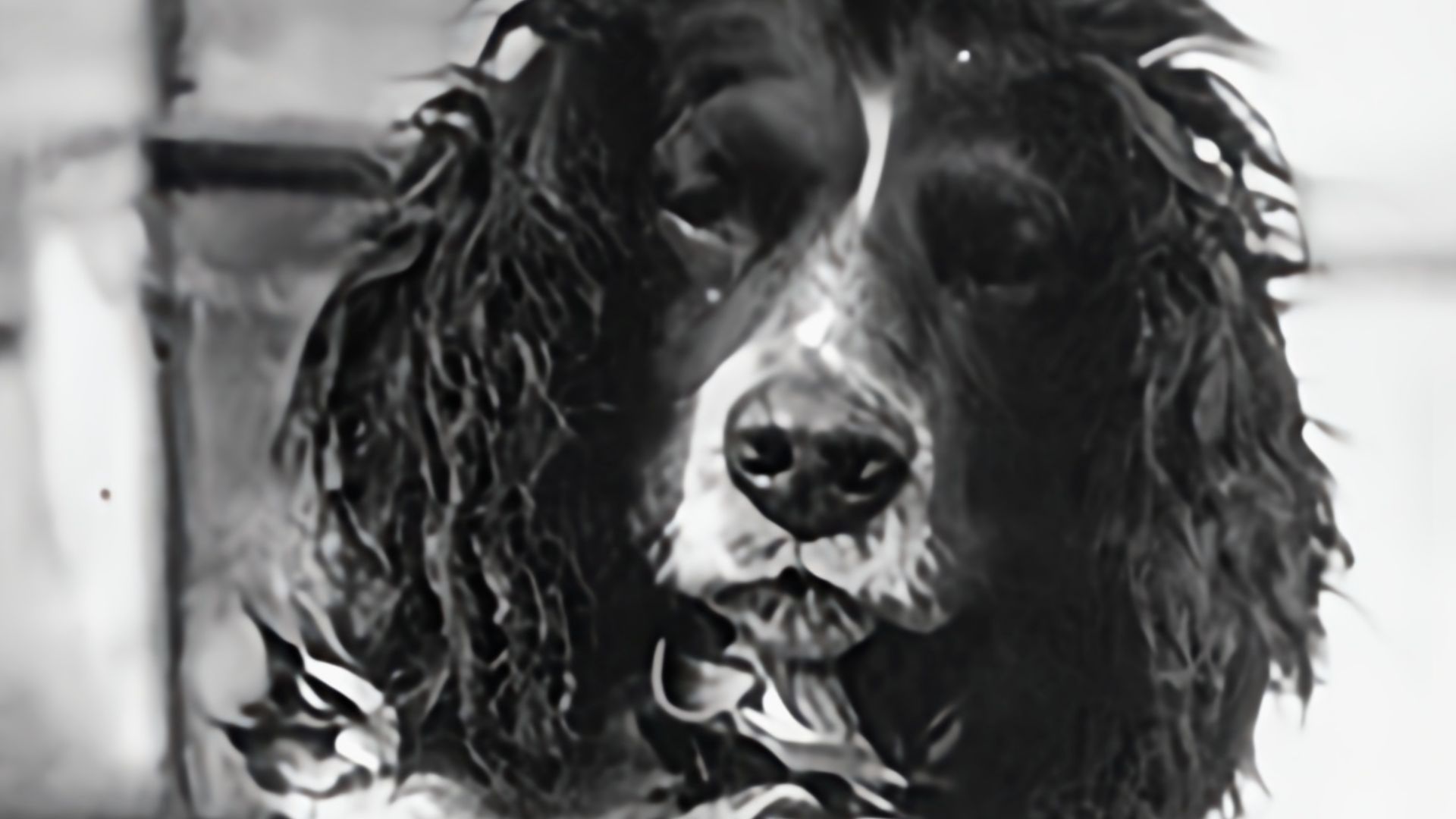 File:Portrait of Joy.jpg