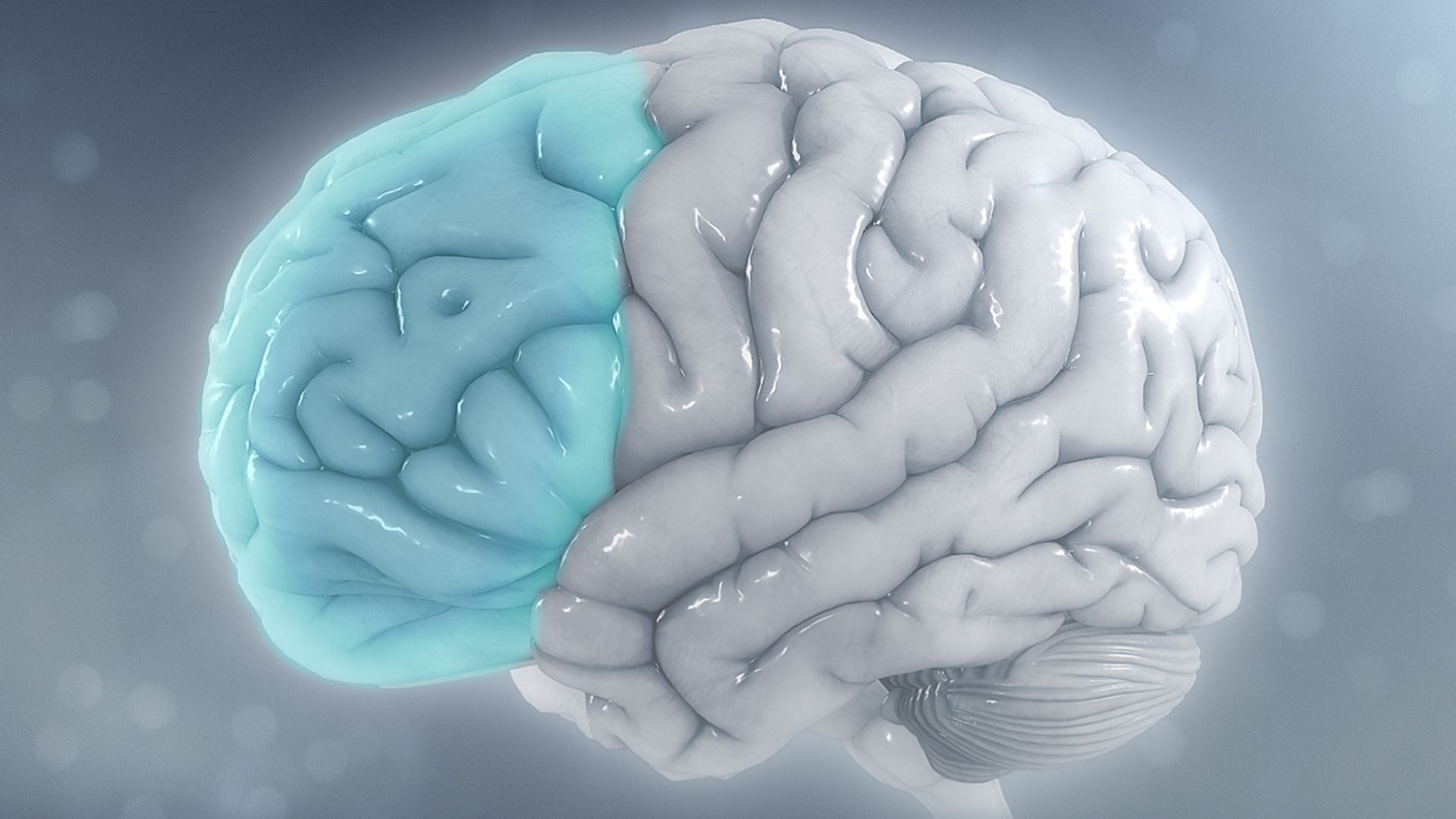 File:Attention deficit hyperactivity disorder - Attention deficit hyperactivity disorder - Reduced brain volume on the left side from ADHD.jpg