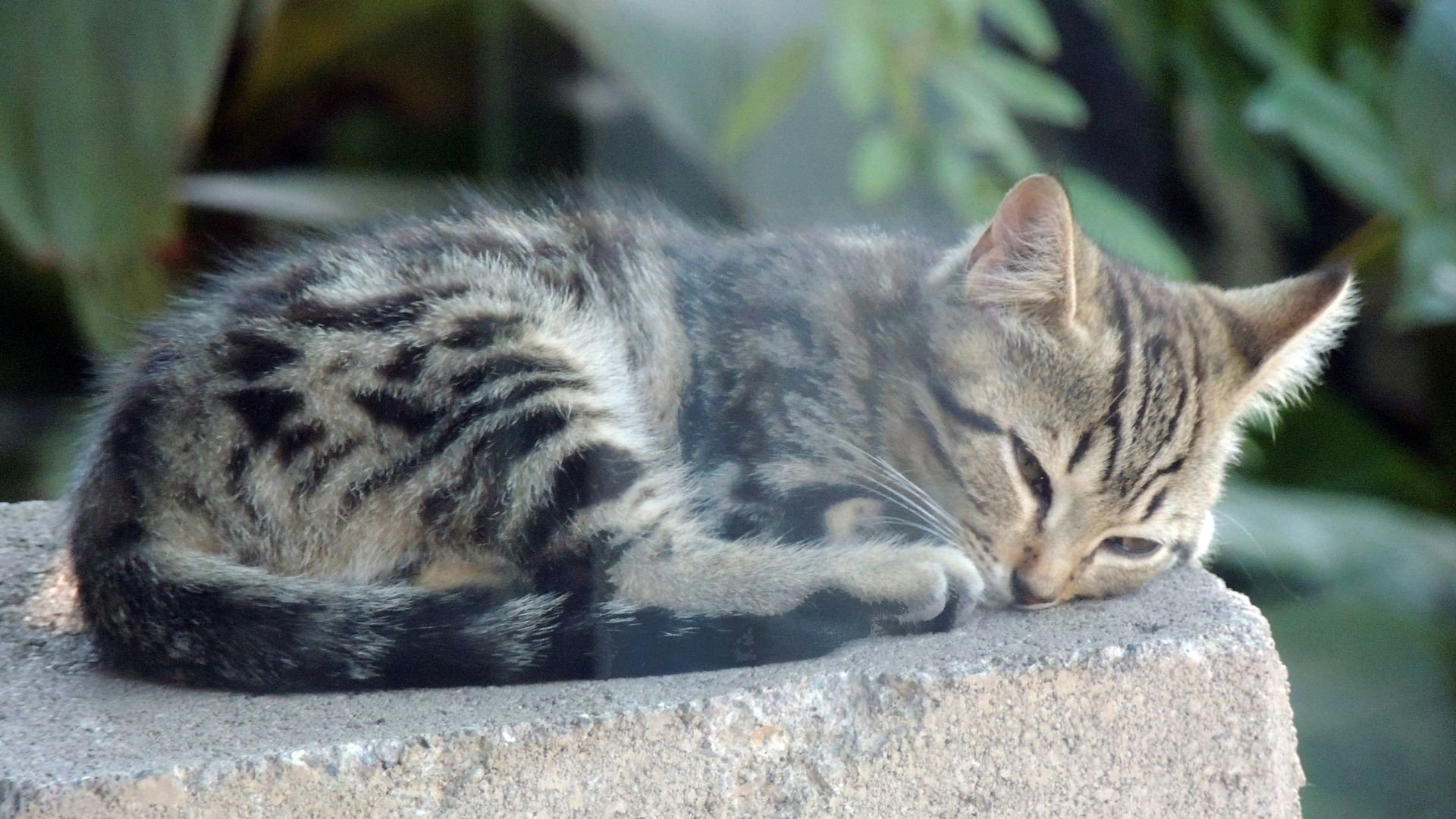 brown tabby cat lying on gray concrete surface