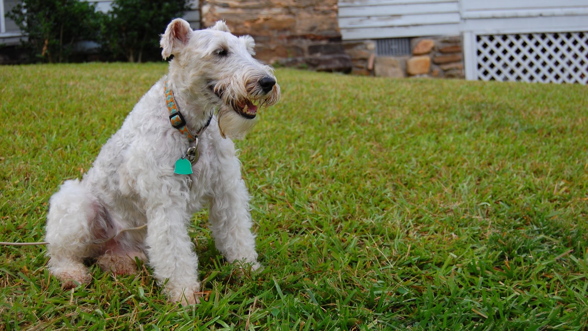 File:Wire Fox Terrier Sitting.JPG