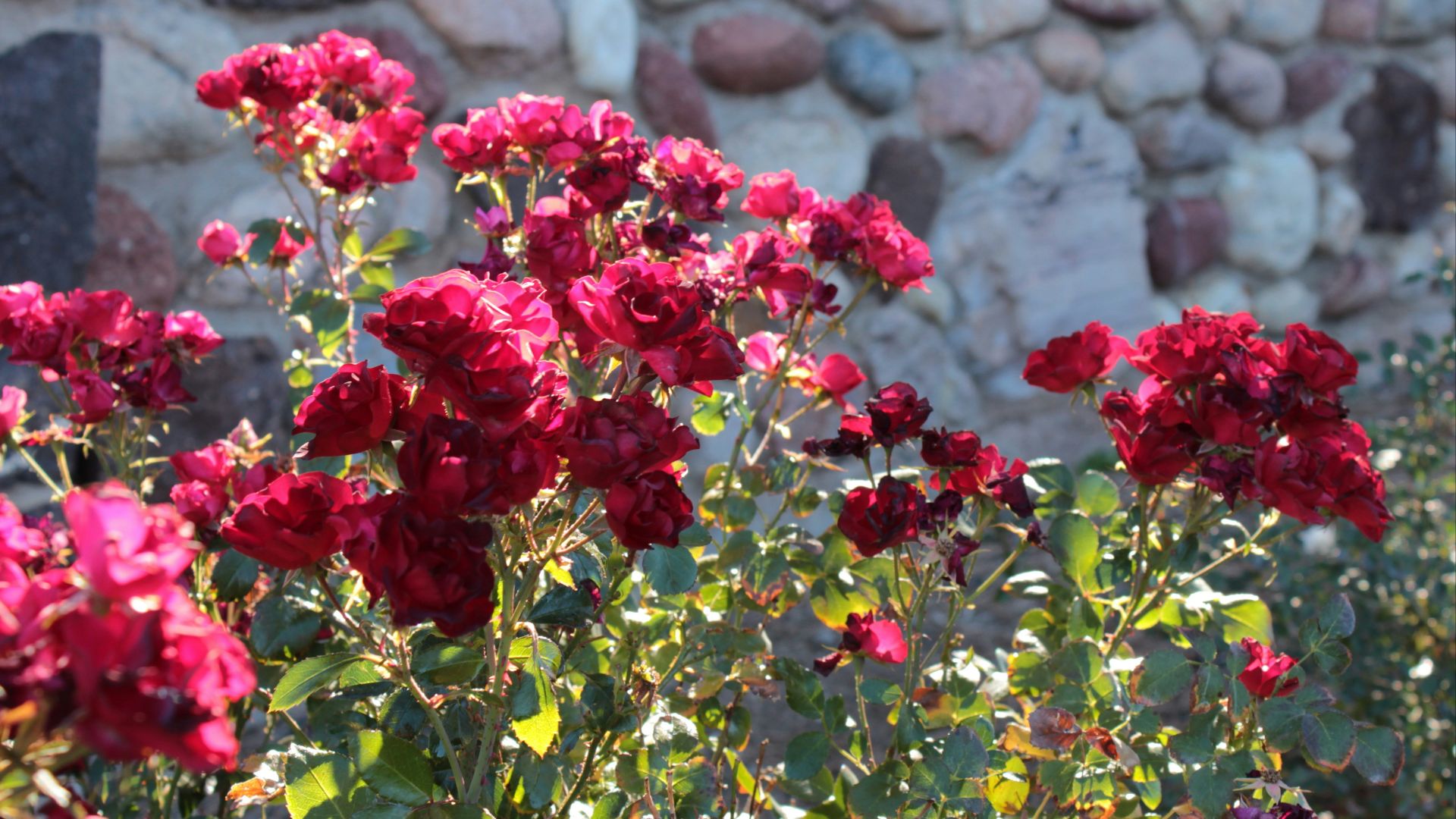 red-petaled flowers