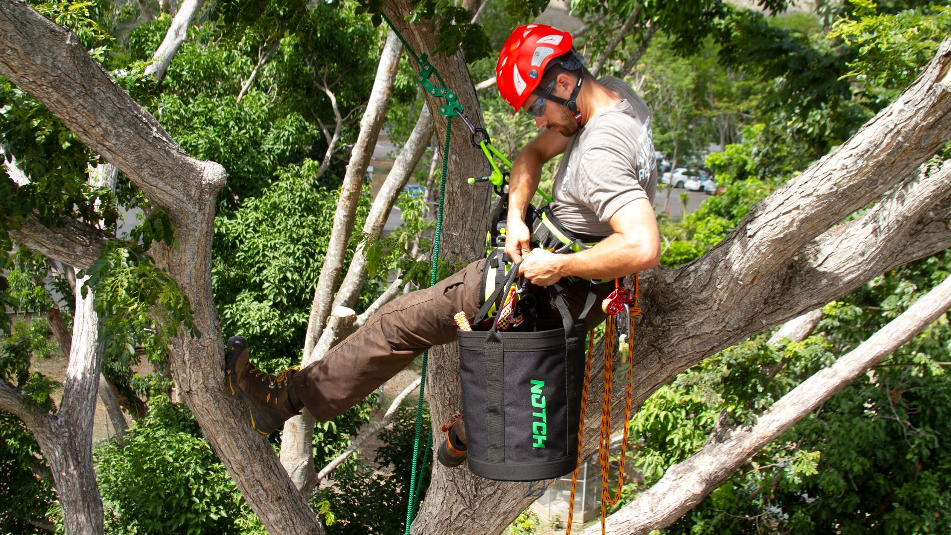 File:Tree Climbing Arborist.jpg