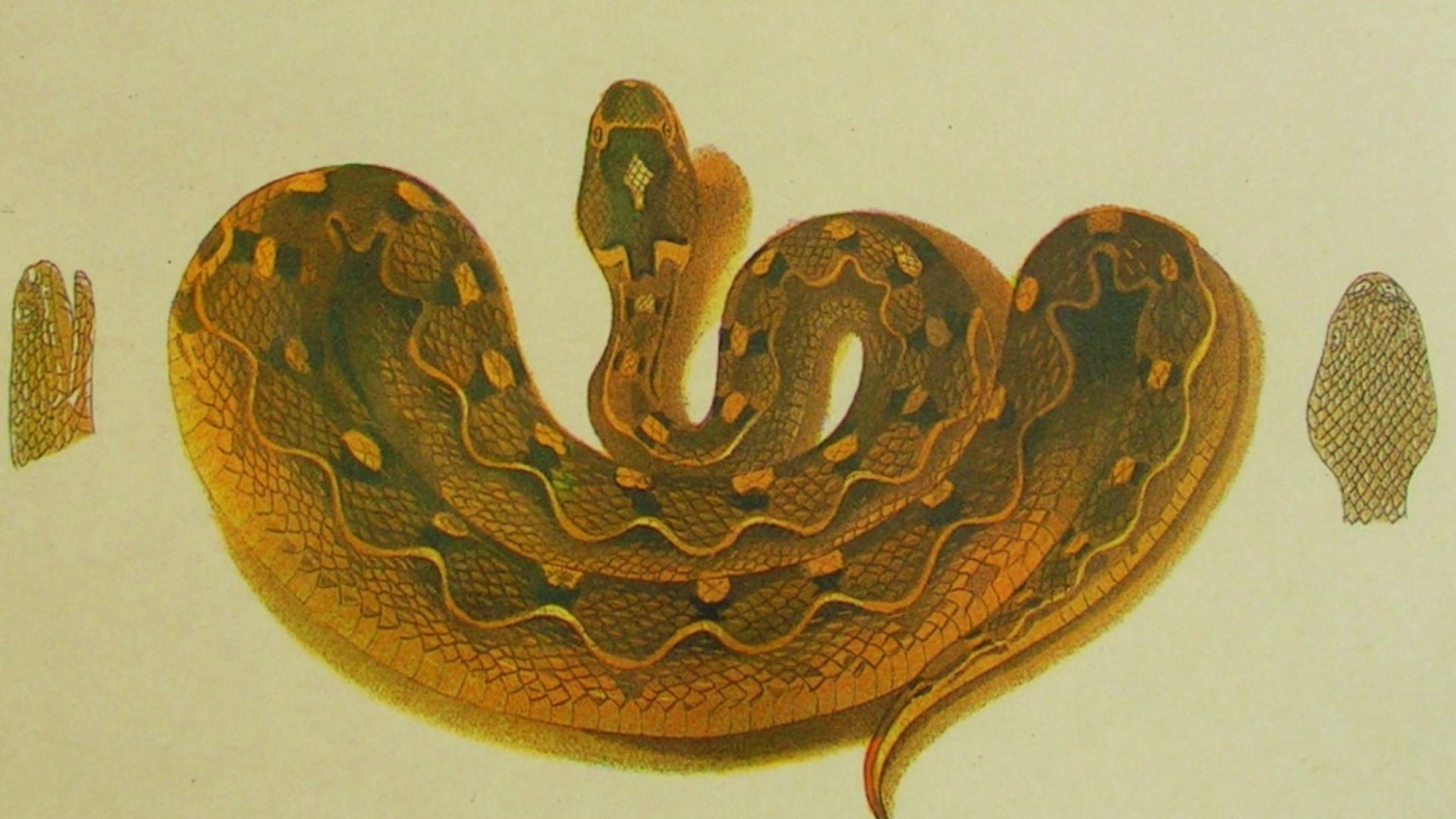 File:Echis carinatus ewart.jpg