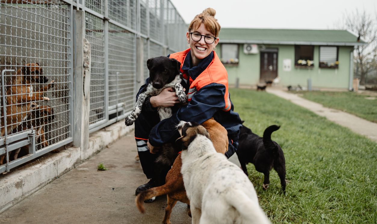 Young adult woman working and playing with dogs in animal shelter