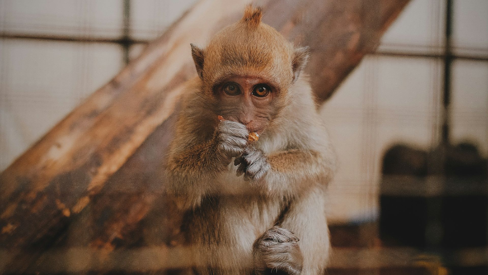 shallow focus photo of brown monkey