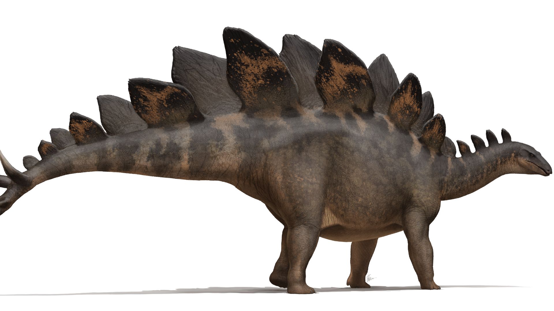 File:Stegosaurus stenops Life Reconstruction.png
